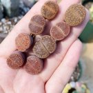 Lithops aucampiae Succulents Garden Plants - 100 Seeds Lithops aucampiae Succulents Garden Plants - 100 Seeds