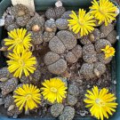 Lithops bromfieldii C042 Succulents Garden Plants - 100 Seeds Lithops bromfieldii C042 Succulents Garden Plants - 100 Seeds