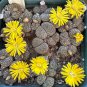 Lithops bromfieldii C042 Succulents Garden Plants - 100 Seeds