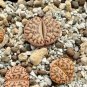 Lithops bromfieldii C042 Succulents Garden Plants - 100 Seeds