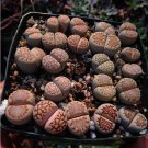 Lithops bromfieldii C348 Succulents Garden Plants - 100 Seeds