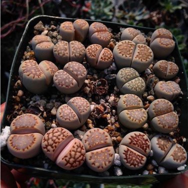 Lithops bromfieldii C348 Succulents Garden Plants - 100 Seeds