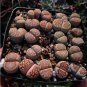 Lithops bromfieldii C348 Succulents Garden Plants - 100 Seeds