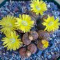 Lithops bromfieldii C348 Succulents Garden Plants - 100 Seeds