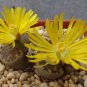 Lithops bromfieldii C348 Succulents Garden Plants - 100 Seeds