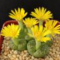 Lithops bromfieldii C382 Succulents Garden Plants - 100 Seeds