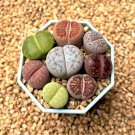 Lithops bromfieldii C43 Succulents Garden Plants - 100 Seeds Lithops bromfieldii C43 Succulents Garden Plants - 100 Seeds