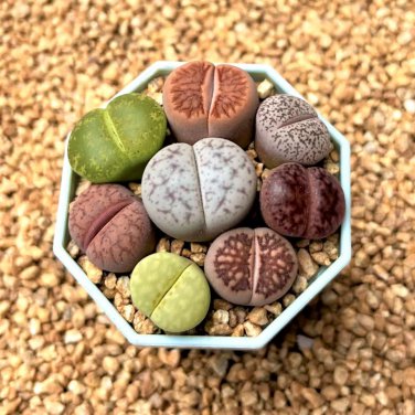 Lithops bromfieldii C43 Succulents Garden Plants - 100 Seeds