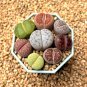 Lithops bromfieldii C43 Succulents Garden Plants - 100 Seeds