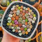 Lithops bromfieldii C43 Succulents Garden Plants - 100 Seeds
