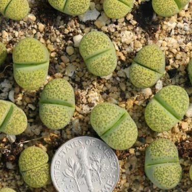 Lithops C56A Succulents Garden Plants - 100 Seeds