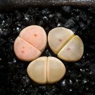 Lithops dinteri subsp. dinteri var. brevisa Lithops dinteri subsp. dinteri var. brevisa