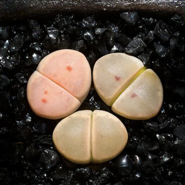 Lithops dinteri subsp. dinteri var. brevisa