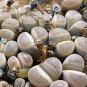 Lithops dinteri subsp. dinteri var. brevisa