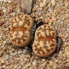 LITHOPS dorothea Succulents Garden Plants - 100 Seeds