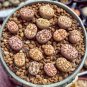 LITHOPS dorothea Succulents Garden Plants - 100 Seeds