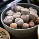 Lithops gracilidelineata C243 Succulents Garden Plants - 100 Seeds Lithops gracilidelineata C243 Succulents Garden Plants - 100 Seeds