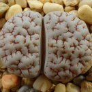 Lithops gracilidelineata C385 Succulents Garden Plants - 100 Seeds Lithops gracilidelineata C385 Succulents Garden Plants - 100 Seeds