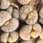 Lithops gracilidelineata C385 Succulents Garden Plants - 100 Seeds