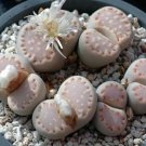 Lithops julii C161 Succulents Garden Plants - 100 Seeds