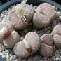 Lithops julii C161 Succulents Garden Plants - 100 Seeds