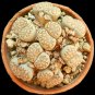 Lithops julii C161 Succulents Garden Plants - 100 Seeds