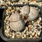 Lithops julii C161 Succulents Garden Plants - 100 Seeds