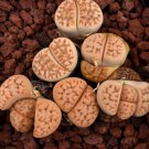 Lithops julii C218A Succulents Garden Plants - 100 Seeds Lithops julii C218A Succulents Garden Plants - 100 Seeds