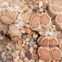 Lithops julii C218A Succulents Garden Plants - 100 Seeds