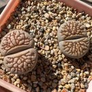 Lithops Julii 'Kosogyoku'  - 10 Seeds