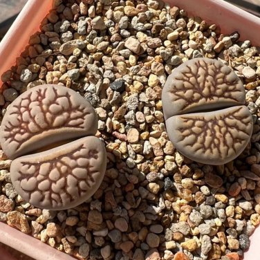 Lithops Julii 'Kosogyoku'  - 10 Seeds