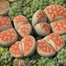 Lithops karasmonta Succulents Garden Plants - 100 Seeds