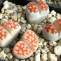 Lithops karasmonta Succulents Garden Plants - 100 Seeds