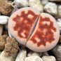 Lithops karasmonta Succulents Garden Plants - 100 Seeds