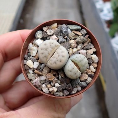 Lithops karasmontana C225 Succulents Garden Plants - 100 Seeds