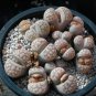 Lithops karasmontana C225 Succulents Garden Plants - 100 Seeds