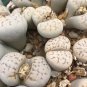 Lithops karasmontana C225 Succulents Garden Plants - 100 Seeds
