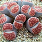 Lithops karasmontana C226 Succulents Garden Plants - 100 Seeds