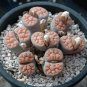 Lithops karasmontana C226 Succulents Garden Plants - 100 Seeds