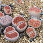 Lithops karasmontana C226 Succulents Garden Plants - 100 Seeds