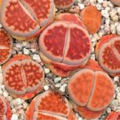 L. karasmontana C369B Succulents Garden Plants - 100 Seeds