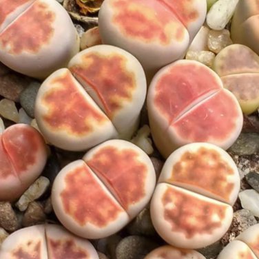 Lithops Karasmotana Var mickbergensis - 10 Seeds