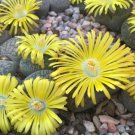 Lithops lesliei C341 Succulents Garden Plants - 100 Seeds