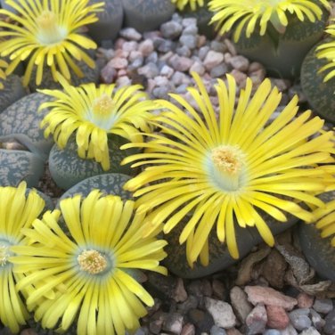 Lithops lesliei C341 Succulents Garden Plants - 100 Seeds