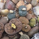 LITHOPS lesliei mix Succulents Garden Plants - 100 Seeds