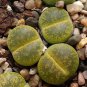 LITHOPS lesliei mix Succulents Garden Plants - 100 Seeds