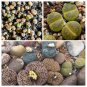 LITHOPS lesliei mix Succulents Garden Plants - 100 Seeds