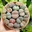 Lithops Mixed 9 Types Succulent - 10 Seeds