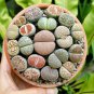 Lithops Mixed 9 Types Succulent - 10 Seeds