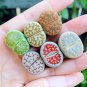 Lithops Mixed 9 Types Succulent - 10 Seeds